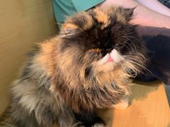 -瞄一喵猫咖(格力海岸店)