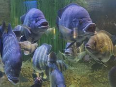 -上海海洋水族馆