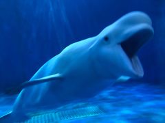 -多彩贵州城极地海洋世界