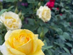 -徐家汇源景区-衡山公园