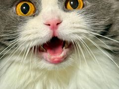 -猫大福·Fortune Cat猫舍(百子湾店)
