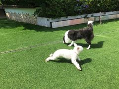 -汪说喵讲宠物乐园宠物酒店(红星美凯龙店)