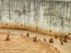 -西安秦岭野生动物园