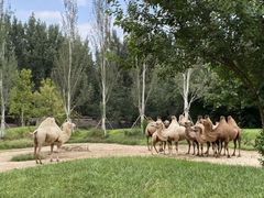 -北京野生动物园