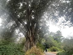 -墨尔本皇家植物园