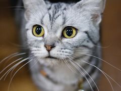 -李小姐の猫咖啡馆(五角场店)