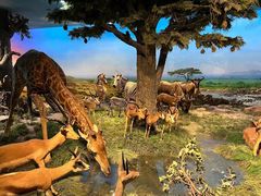 -国家自然博物馆