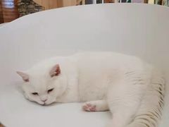 -猫的茶·猫咖