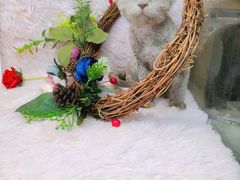 -十年猫舍·猫咪专门店(普陀店)