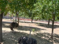 -石家庄市动物园