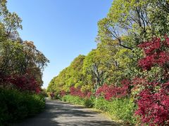 -上海海湾国家森林公园