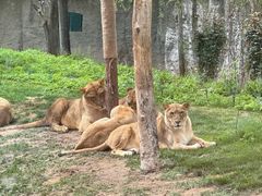 -北京野生动物园