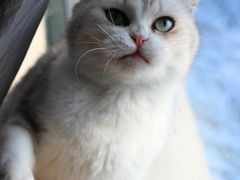 -Bastet sally猫舍购宠(静安店)