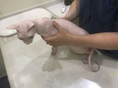 -佩兹宠物医院肿瘤专科·眼科·牙科(黄浦店)