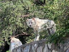 -北京西山国家森林公园