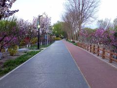 -大兴滨河森林公园