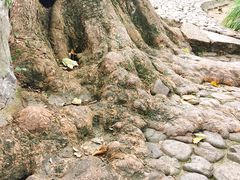 -绮园景区