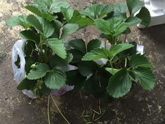 -喜杨洋草莓采摘园