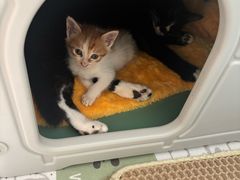 -艾贝尔宠物医院·宠保定点·超声绝育·免疫点(樱花路店)