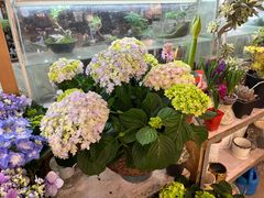 -双季花艺园艺市场(浦东店)