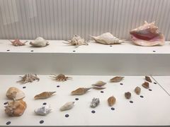 -青岛贝壳博物馆
