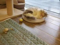 -猫大福·Fortune Cat猫舍(百子湾店)