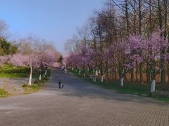 -上海海湾国家森林公园