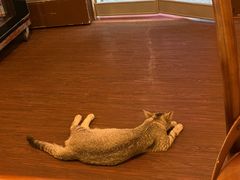 -猫岛主趣味餐厅(鼓浪屿店)