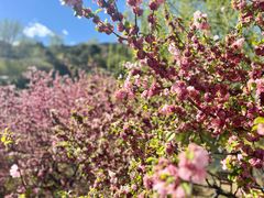 -北京西山国家森林公园