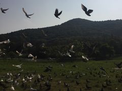 -普陀山风景名胜区-千步大沙