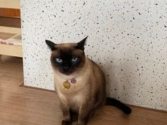 -有猫主题·治愈系猫咖(曾厝垵店)