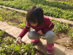 -大自然农场蔬菜草莓采摘园