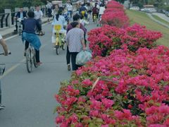 -松山湖梦幻百花洲