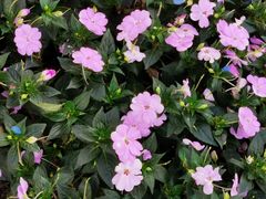 -荔湾湖公园