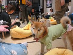 -逗柴咖啡屋·狗咖猫咖宠物桌游