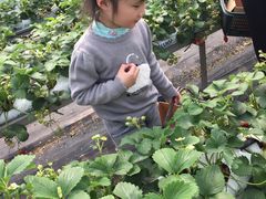 -青浦采草莓天天草莓园