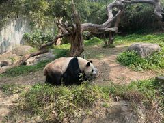 -广州长隆野生动物世界
