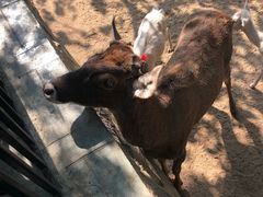 -石家庄市动物园