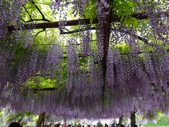 -嘉定紫藤园