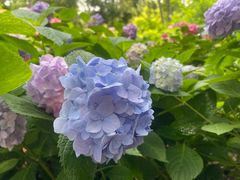 -上海共青森林公园