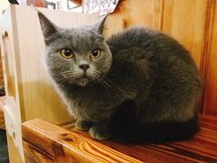 -猫色咖啡·猫咖