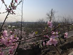 -白水寺森林公园