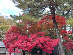 -名古屋城
