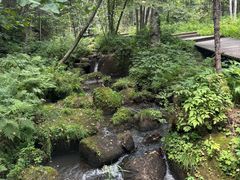 -五营红松林海景区