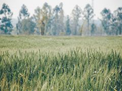 -三圣花乡旅游区