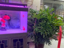 点击看大图 -安院长·产后恢复·徒手骨盆(先天下店)
