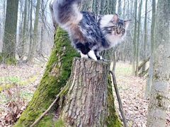 -70cat德文卷毛猫·缅因猫纯种猫舍