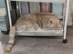 -小时光咖啡馆(开森度假森林店)