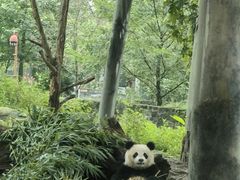 -都江堰中华大熊猫苑