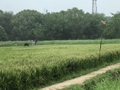 -八卦田遗址公园